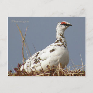 Ptarmigan in Spring, Unalaska Island Postcard