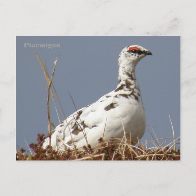 Ptarmigan in Spring, Unalaska Island Postcard (Front)