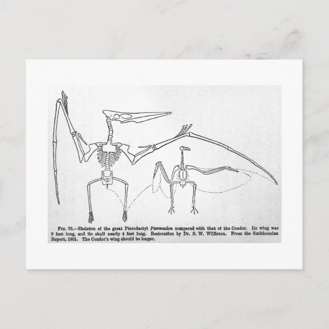 Pteranodon skeleton art postcard (Front)