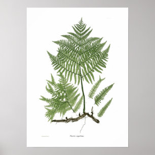Pteridium aquilinum poster