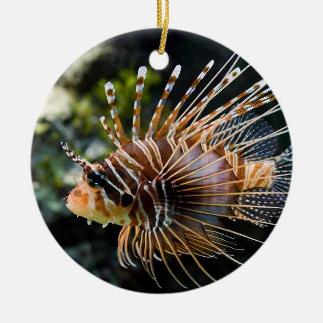 Pterois Antennata Broadbarred Firefish Lionfish Ceramic Tree Decoration (Front)
