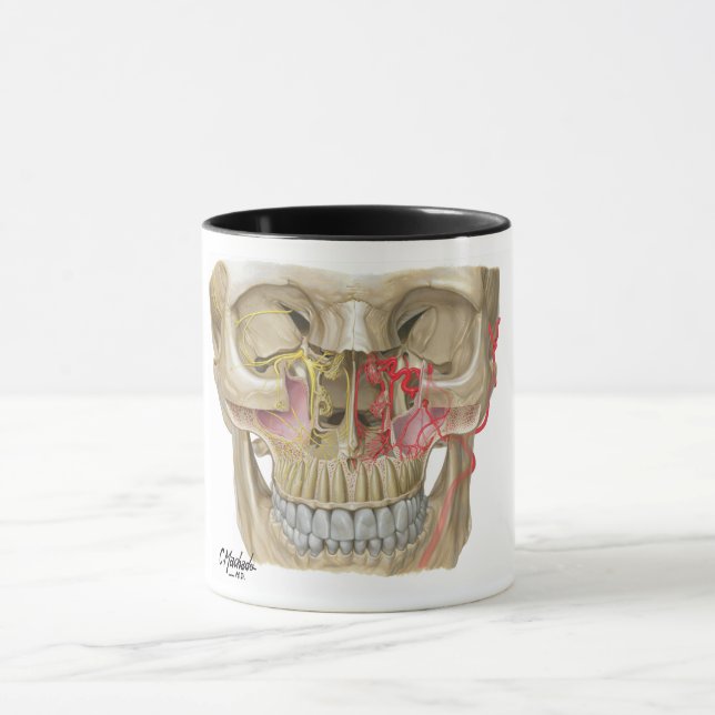 Pterygopalatine Fossa Mug Shot (Center)