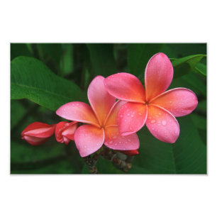 Pua Melia Tropical Plumeria Photo Print