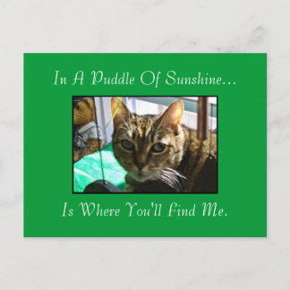 Puddle Of Sunshine Postcard