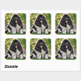 Pudgy Newfoundland black and white Landseer newfie Square Sticker
