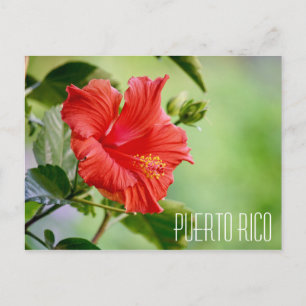 Puerto Rico hibiscus flower postcard