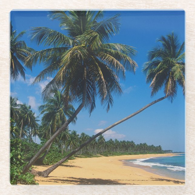 Puerto Rico, Isla Verde, palm trees Glass Coaster (Front)