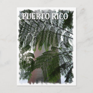 Puerto Rico Rain Forest Postcard