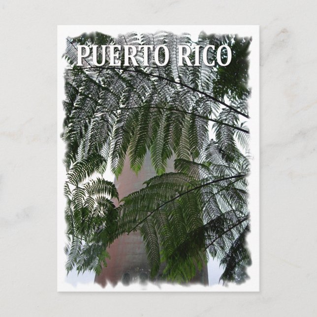 Puerto Rico Rain Forest Postcard (Front)