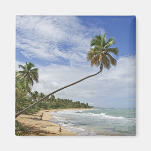 Puerto Rico. Tres Palmitas Beach Puerto Rico Magnet