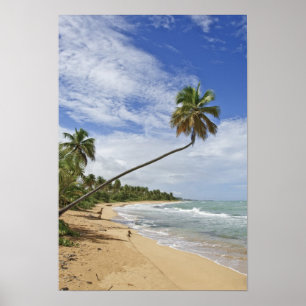 Puerto Rico. Tres Palmitas Beach Puerto Rico Poster