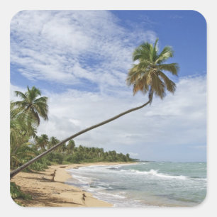 Puerto Rico. Tres Palmitas Beach Puerto Rico Square Sticker