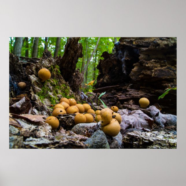 Puffball Mushrooms Growing On Tree Stump Poster (Front)