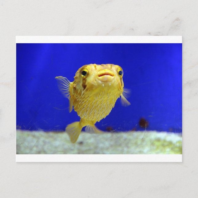 Puffer Fish Postcard (Front)