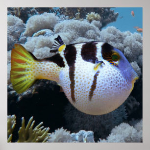 Puffer Fish Poster