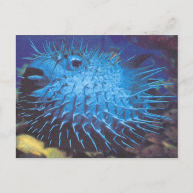 Pufferfish Postcard (Front)
