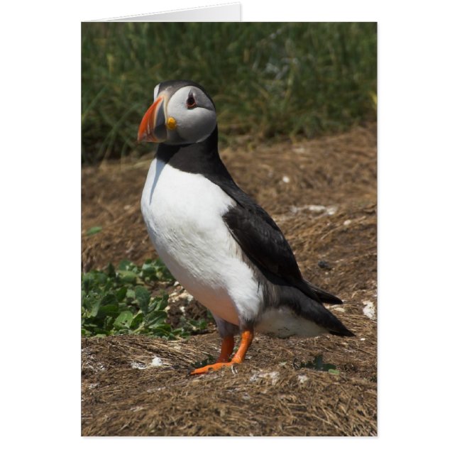 Puffin (Front)