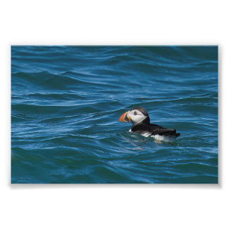Puffin at sea photo print