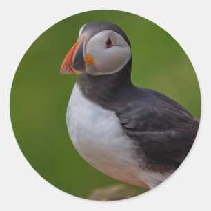 Puffin B Classic Round Sticker