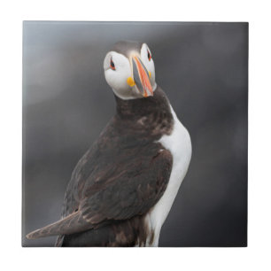 Puffin bird ceramic tile