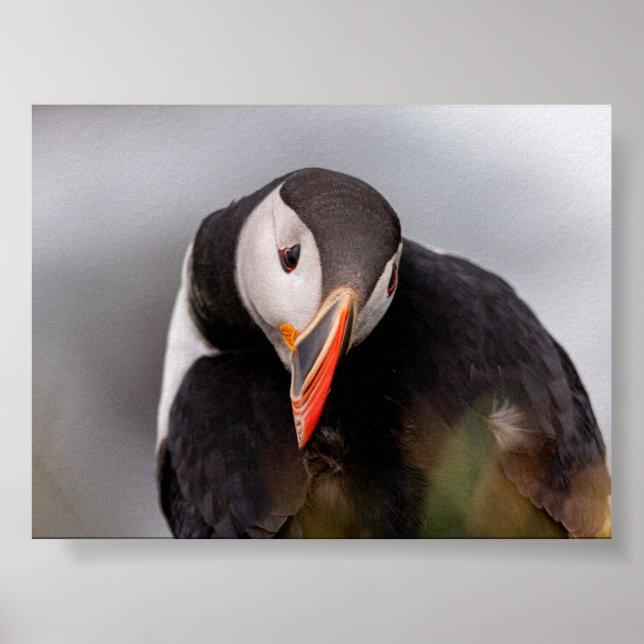 Puffin bird in Iceland Poster (Front)