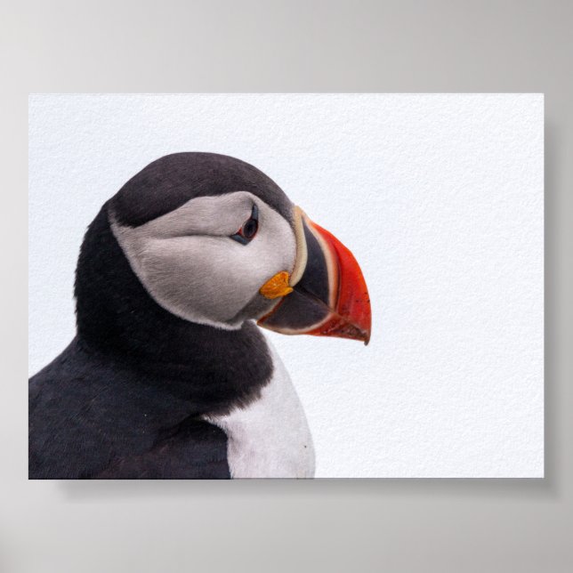 Puffin bird in Iceland Poster (Front)
