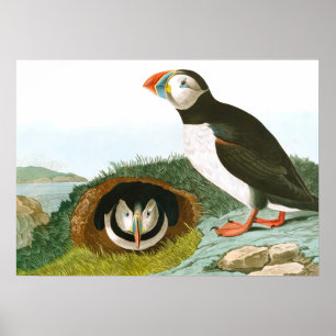 Puffin by John James Audubon Poster