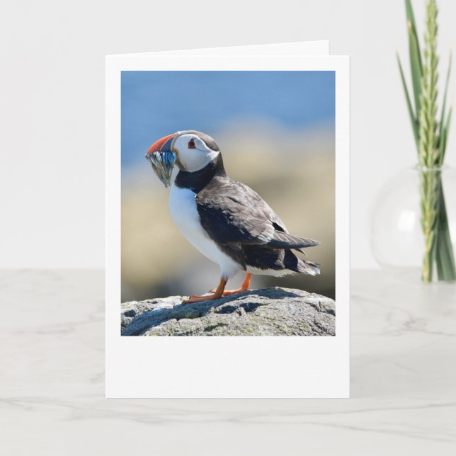 Puffin Card (Front)