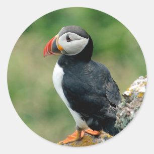 Puffin Classic Round Sticker