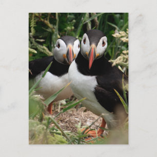 Puffin Couple Postcard