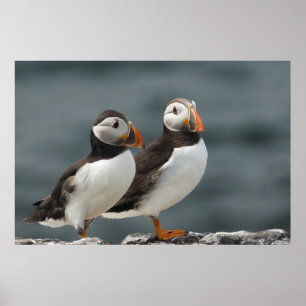 Puffin Duo Poster