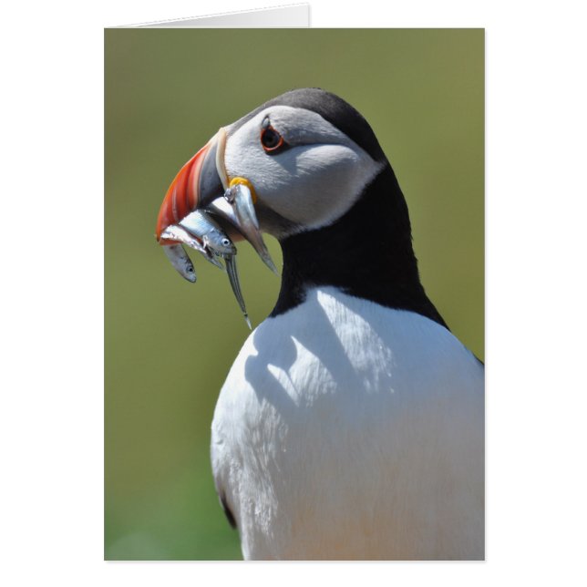 Puffin Fisherman (Front)
