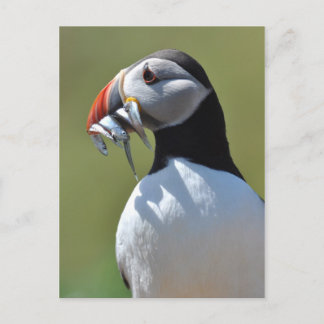 Puffin Fisherman Postcard