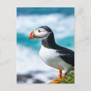 Puffin Fratercula arctica  at Látrabjarg, Iceland. Postcard