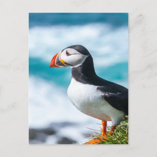 Puffin Fratercula arctica  at Látrabjarg, Iceland. Postcard