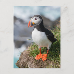 Puffin  Fratercula arctica  at Látrabjarg  Iceland Postcard