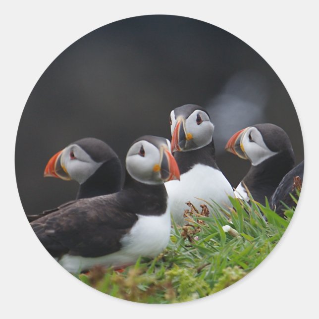 Puffin Gang Classic Round Sticker (Front)