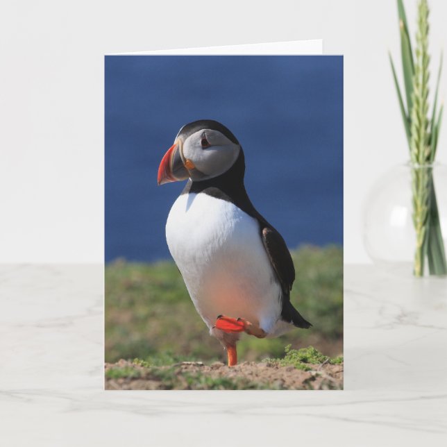 Puffin Greeting Cards (Front)