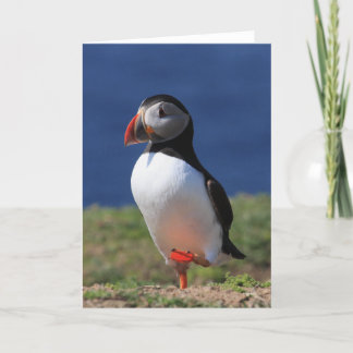Puffin Greeting Cards
