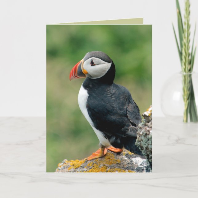 Puffin Greeting Cards (Front)