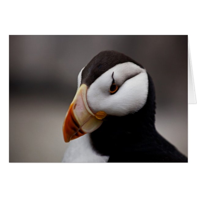 Puffin Horned 9028 (Front Horizontal)