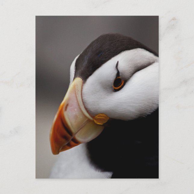Puffin Horned 9028 Postcard (Front)