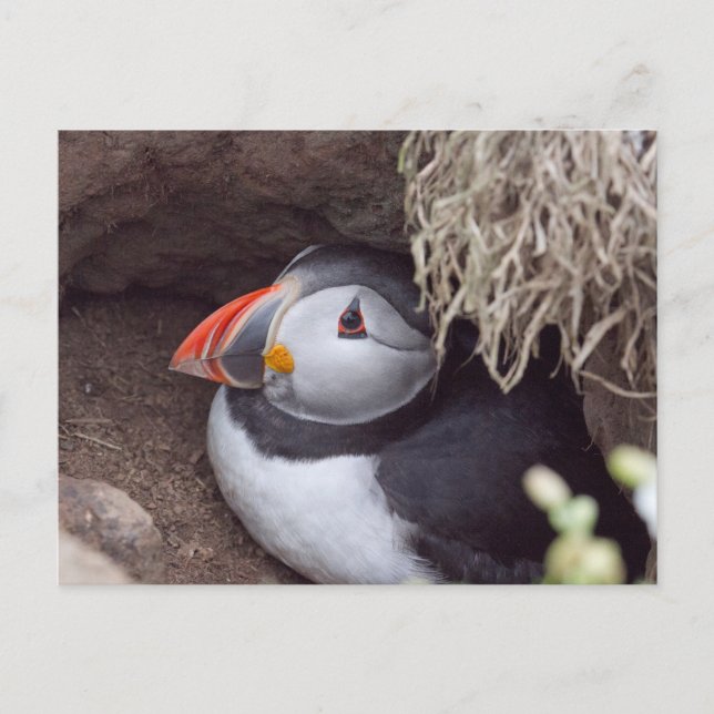 Puffin in a Burrow Postcard (Front)