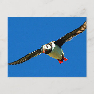 Puffin in flight postcard