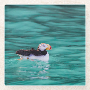 Puffin In Resurrection Bay, Alaska Glass Coaster