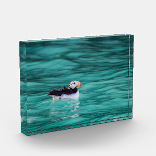 Puffin In Resurrection Bay, Alaska Photo Block
