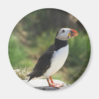 Puffin Magnet