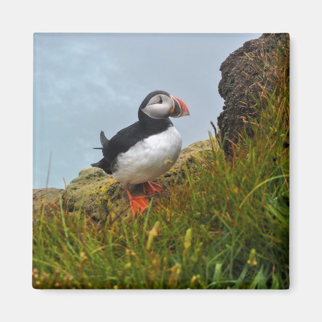 Puffin on a Cliff Fridge Magnet (Front)