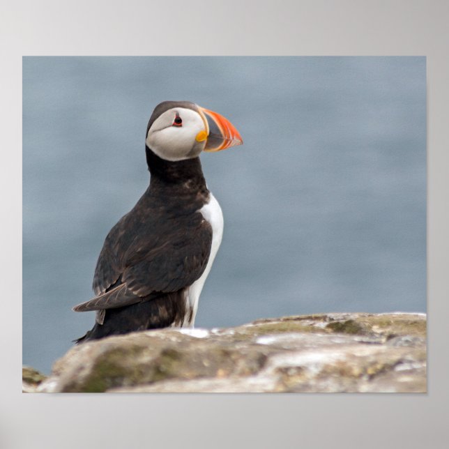 Puffin Photograph Poster (Front)