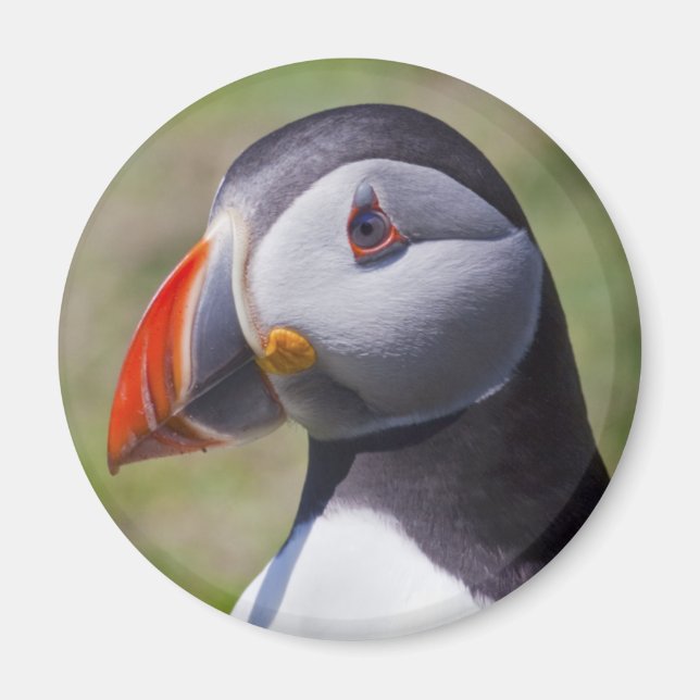 Puffin Portrait Magnet (Front)